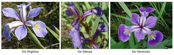 ../../_images/dataset-iris-flowers.png